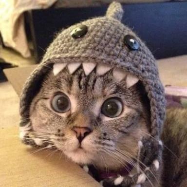 SHARK CAT 